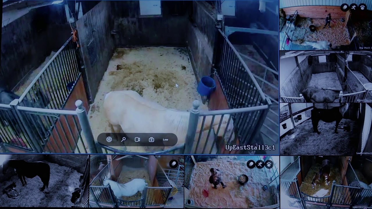 Foal Watch Live Cam 02.11.2026