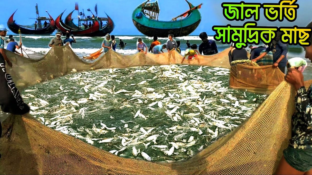 টেকনাফ বঙ্গোপসাগরে জাল ভর্তি সামুদ্রিক মাছ ধরার ভিডিও fishing videos bangla #fishing