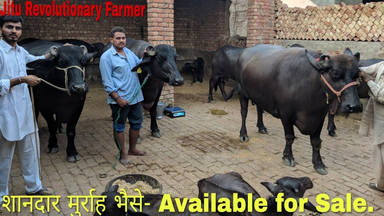 PRICE 1.60 Lakh -Top MILK and BEAUTY-line Murrah Buffaloes available for sale-8247663624 @ Rohtak.