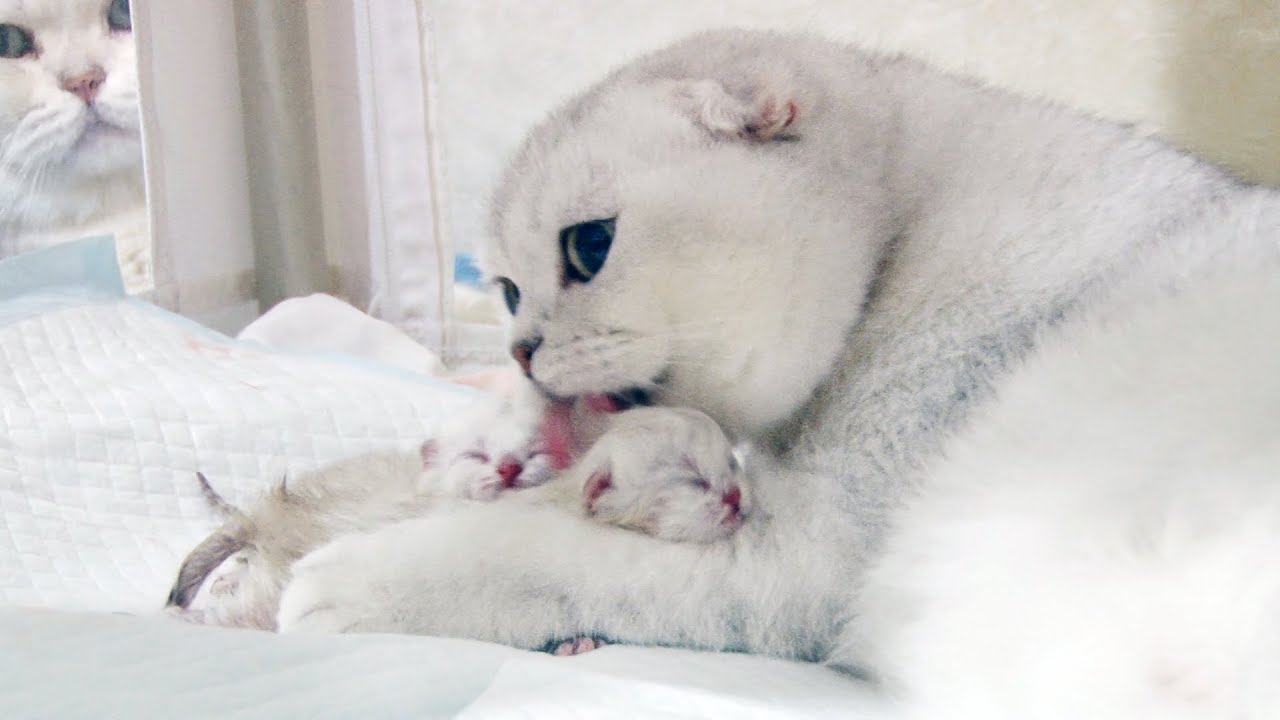 Вислоухая кошка рожает 3 милых котят. Рождение очаровательных котят серебристой шиншиллы