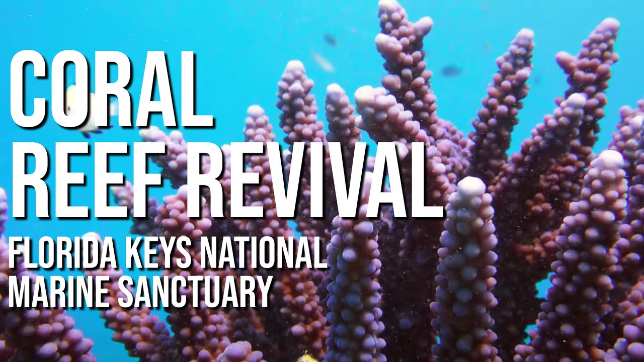 Coral Reef Revival in Florida Keys National Marine Sanctuary