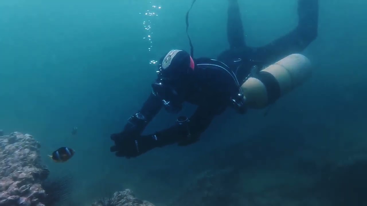 「Dive Buddies Diving in Hong Kong」「Lobster Bay」「Boxfish」「Seahorse」「Stripey」
