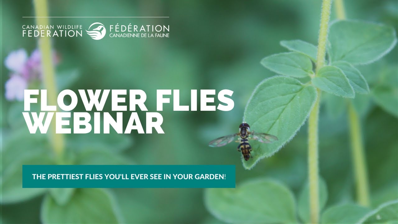 Flower Flies: The prettiest flies you'll ever see in your garden (Webinar)