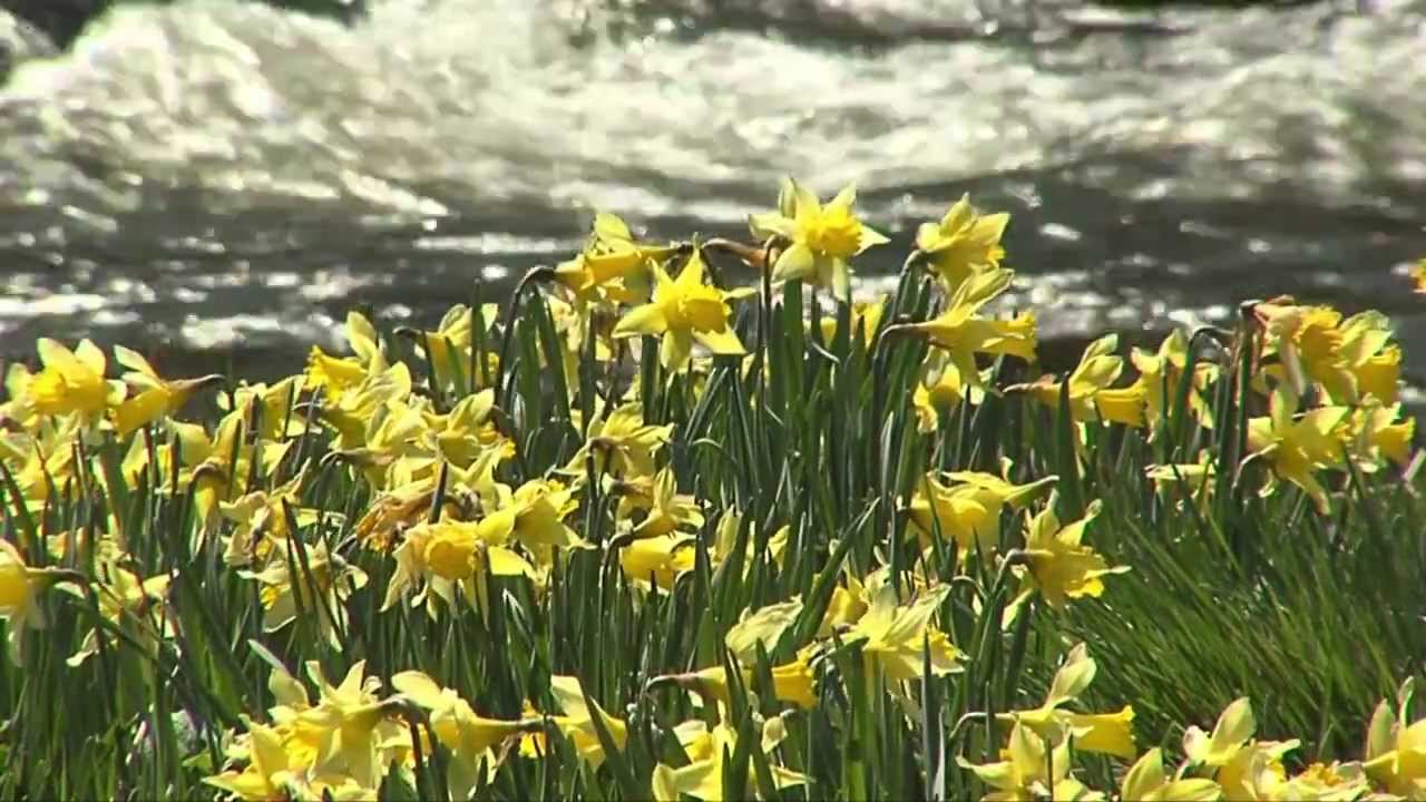 Narzissenwiesen im Fuhrtsbachtal und Perlenbachtal in der Eifel