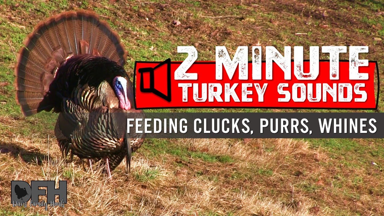 Wild Turkey Sounds: Feeding Clucks, Purrs, Whines - How to Call Turkeys by Soft Calling