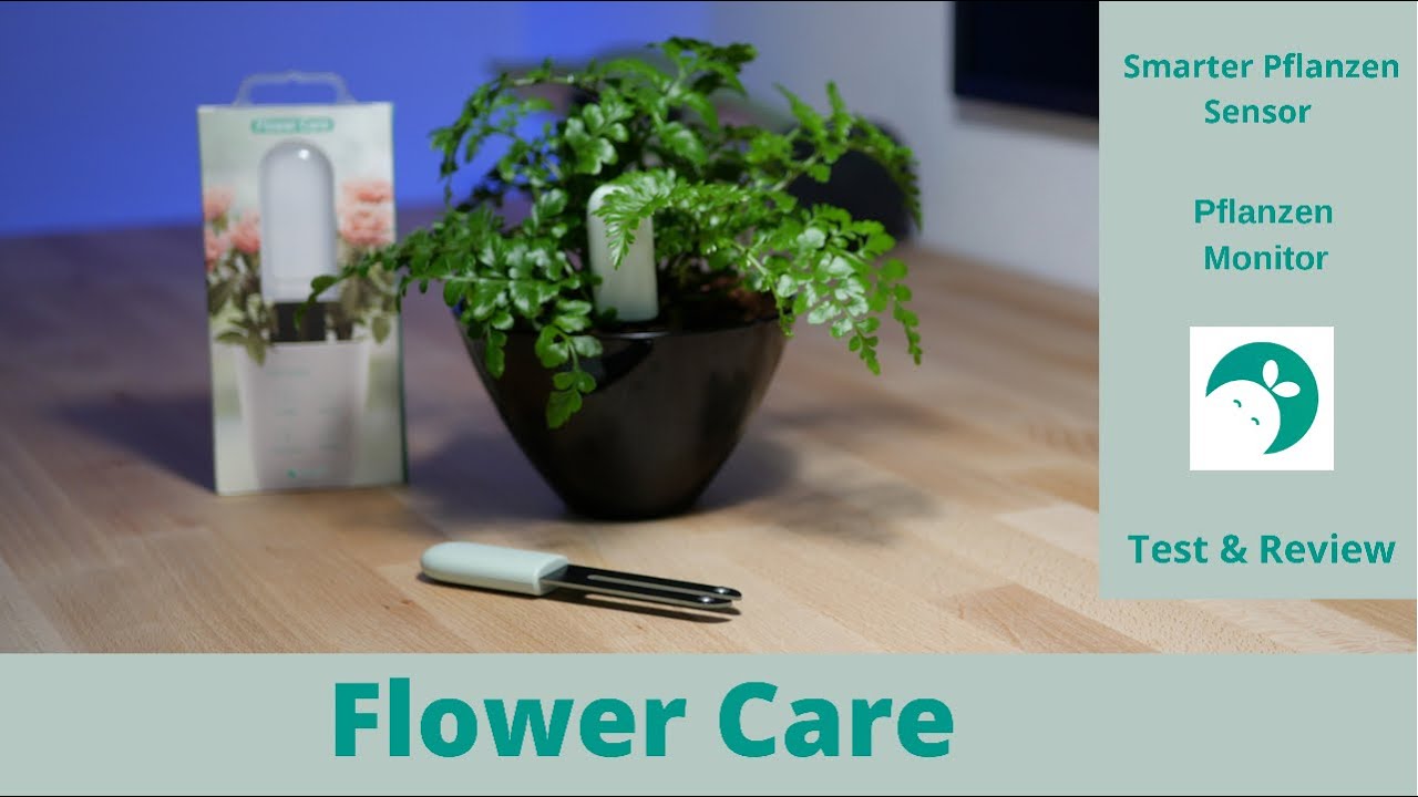 Flower Care - Der Smarte Pflanzensensor / Monitor von Xiaomi