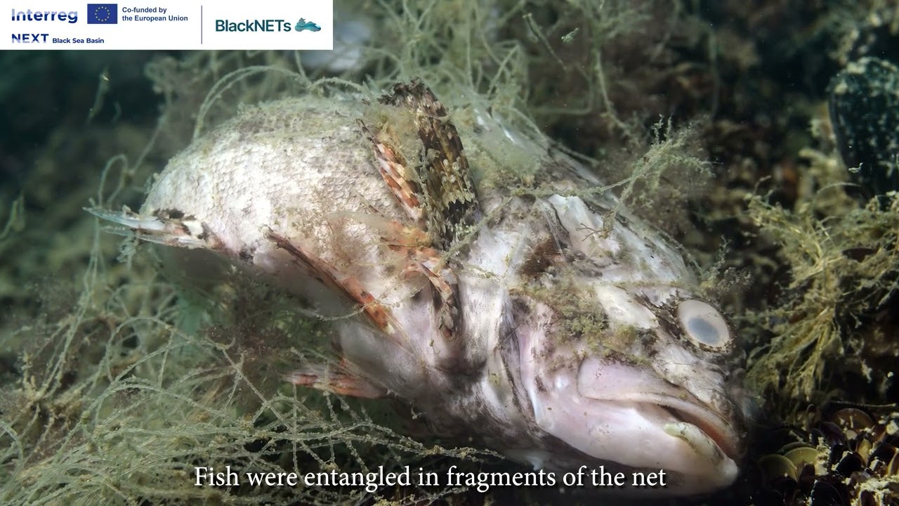 Ghost nets retrieval in Georgia, Black Sea