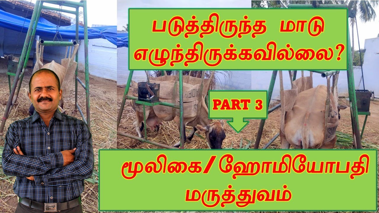 எழுந்திருக்க முடியாத மாடுகளுக்கு- மூலிகை- ஹோமியோபதி மருத்துவம்- DOWNER COW - TREATMENT