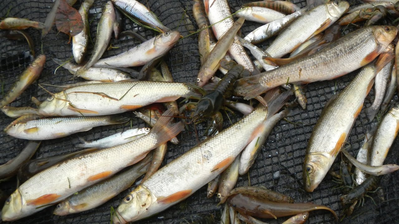 How To #5: Seine Hundreds of Bait Fish (Minnows, Suckers, Madtoms, Shiners, etc.) for Fishing