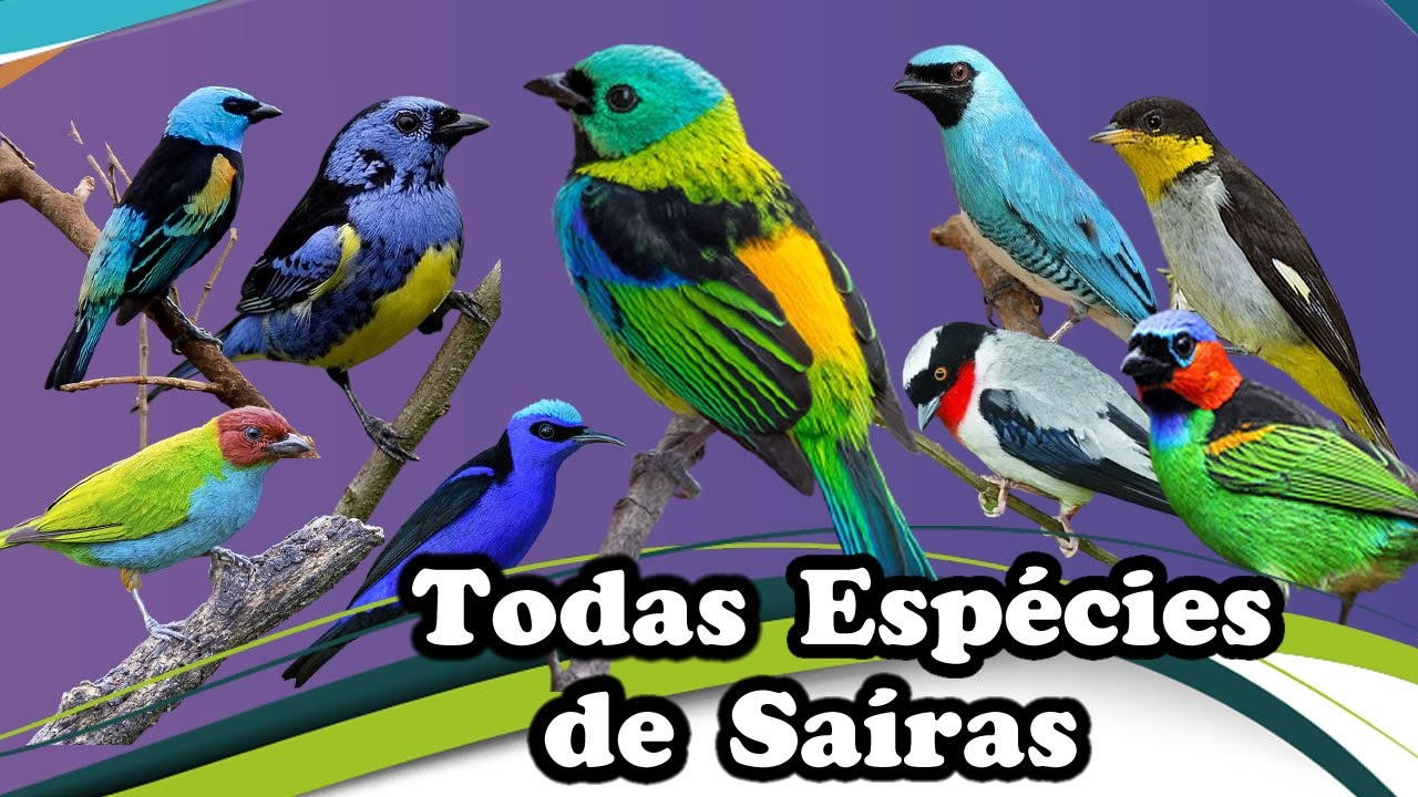 Todas Epécies de Saíras conheça as variedades de espécies