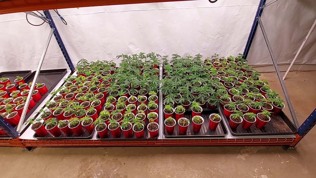 How To Clone Naturally Using Aloe & Kelp
