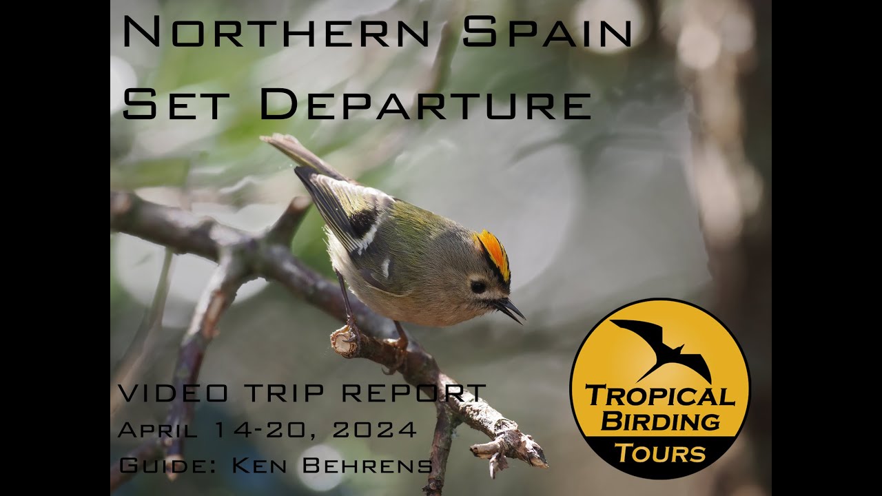 Spain: The North - Birding Tour Virtual