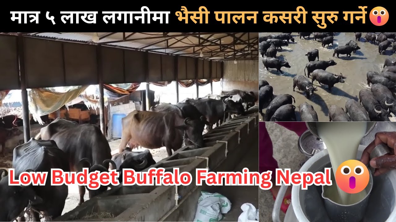 Low Budget Buffalo Farming Nepal | मात्र ५ लाख लगानीमा भैसी पालन | Bhaisi Palan in Nepal | Bhaisi