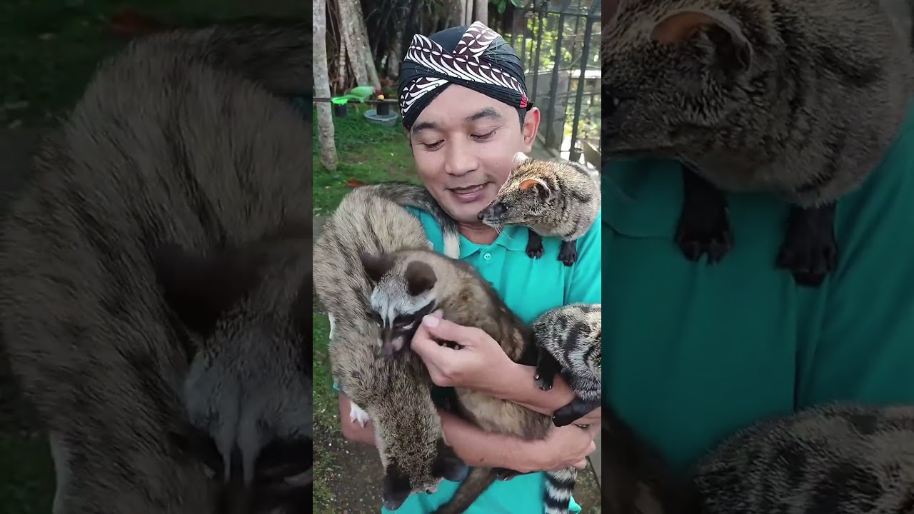 peternak musang pandan 