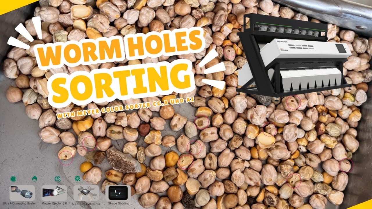 Meyer Color Sorter CG.A UHD AI (Deep Learning) Technology on Kabuli Chana Worm Holes Sorting | NICPL