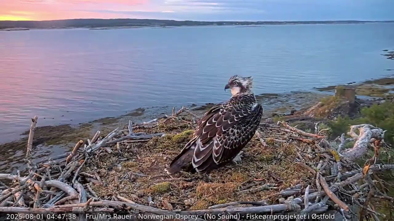 Fru Rauer - 12 Hours in fast forward - The life of Ospreys 