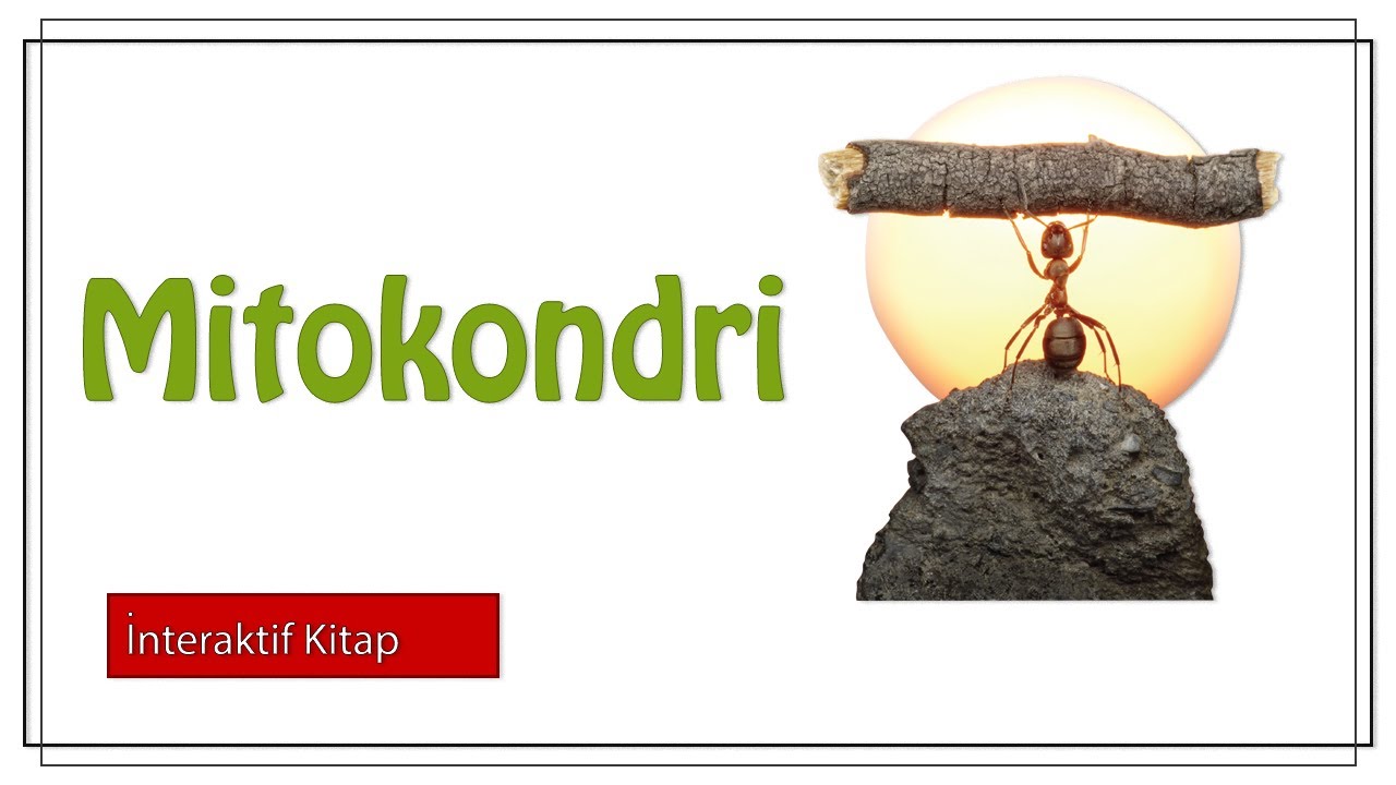 Mitokondri #sayfa62