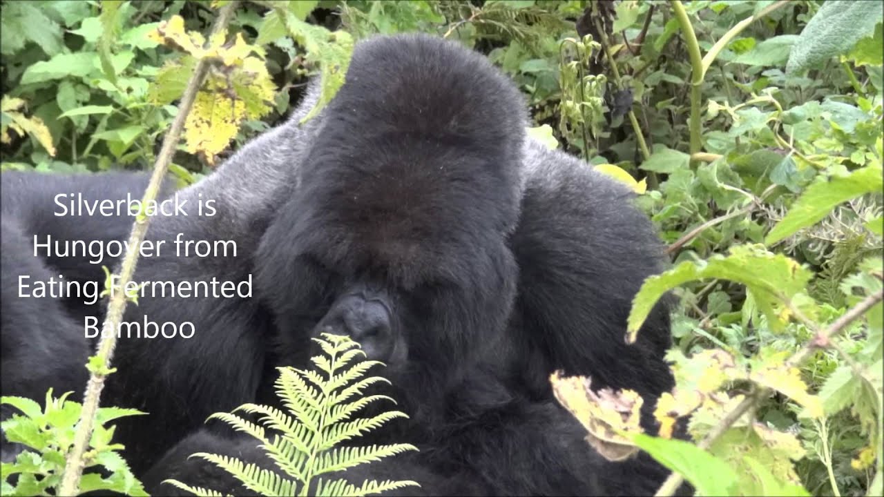Mountain Gorillas in Rwanda