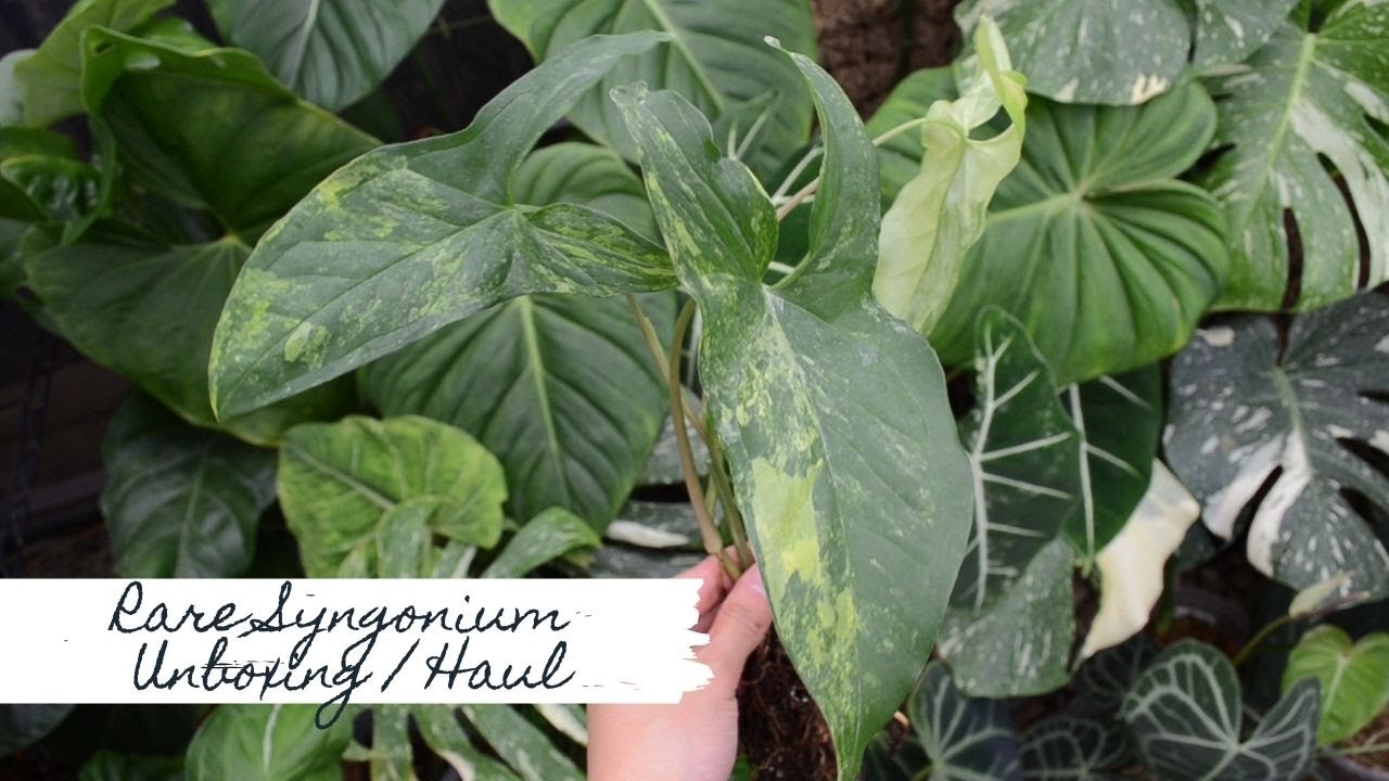 Rare Syngonium Unboxing Haul | Sam's Greenhouse & Plant Collector Melbourne