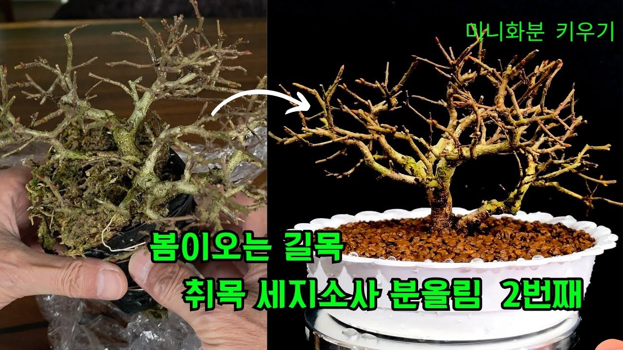 취목세지소사 봄분올림 2번째 이야기 #미니화분 #취묵소사 분올림 #bonsai 