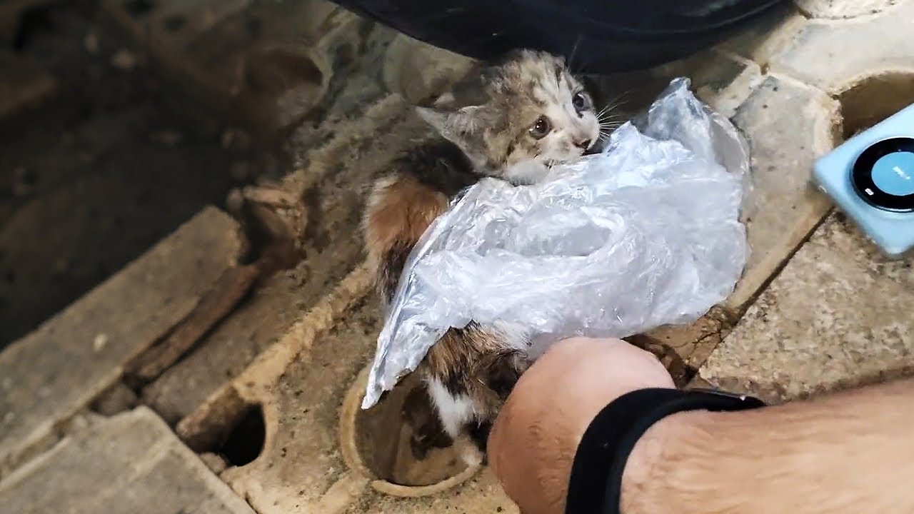 Во время поездки под проливным дождём, мы услышали мяуканье из машины...