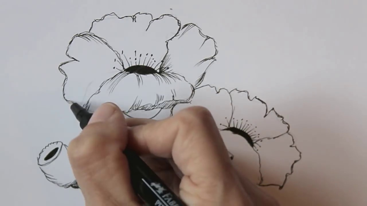 how to draw flowers for beginners- easy version poppy flowers (version 2)