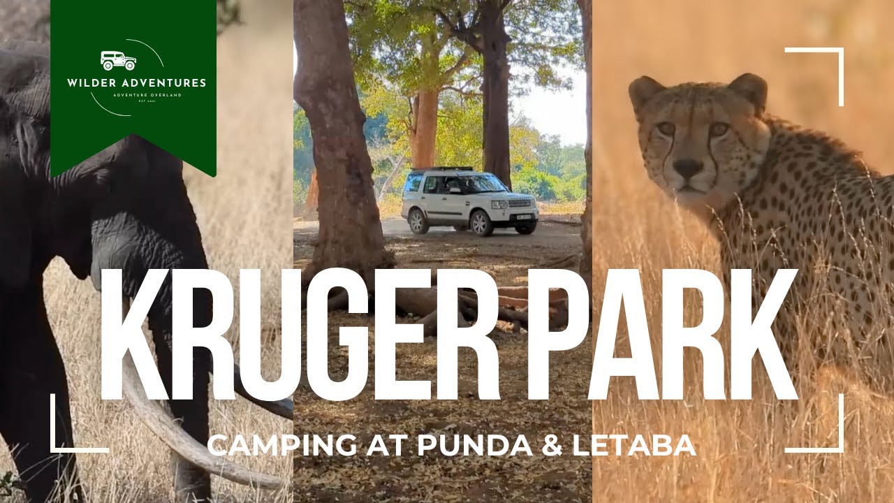 Cheethas in the Kruger Park!
