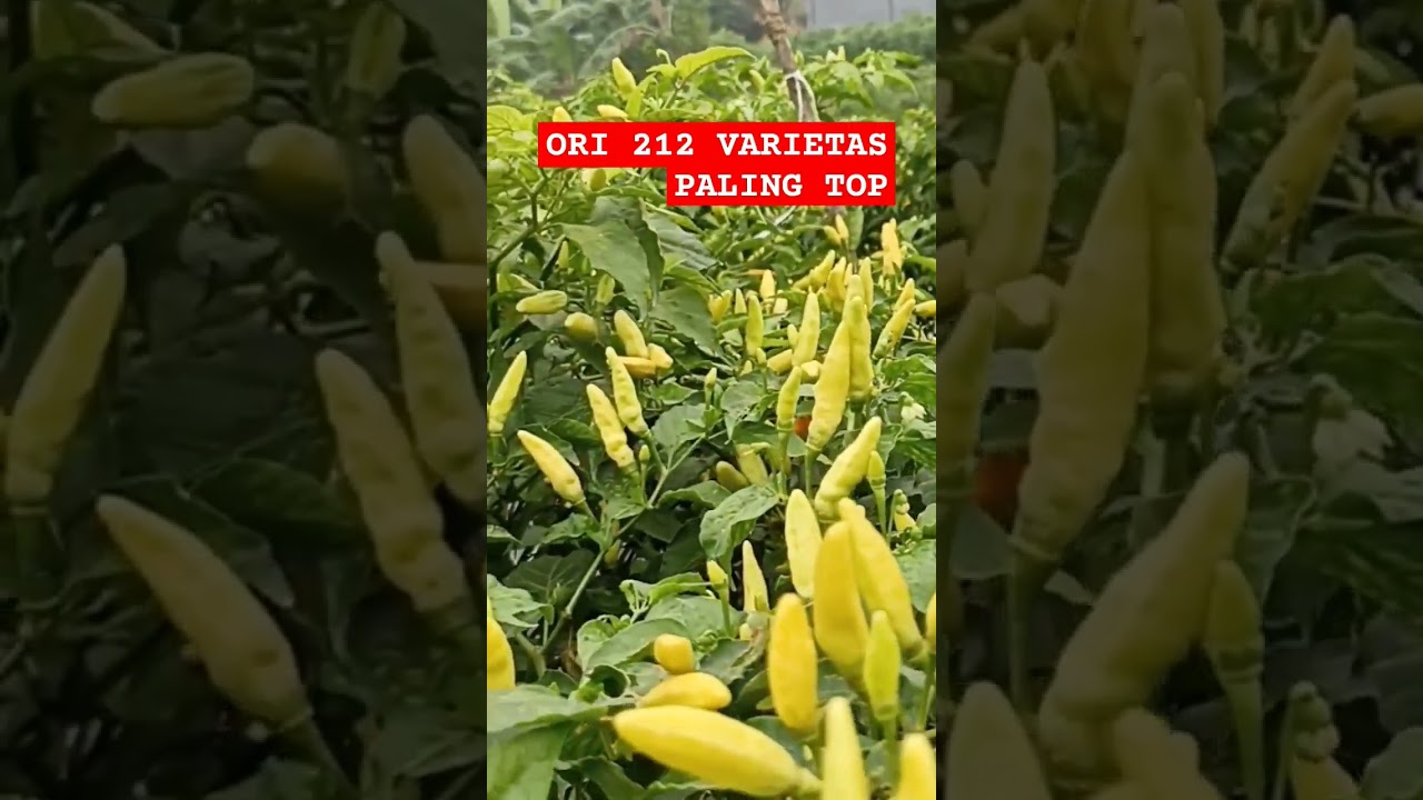 CABE ORI 212 COCOK DI MUSIM KEMARAU