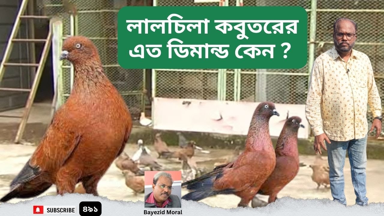 লালচিলা কবুতর খামার করেছে | পুরান ঢাকার নিপু | Flying pigeon farm | Old Dhaka