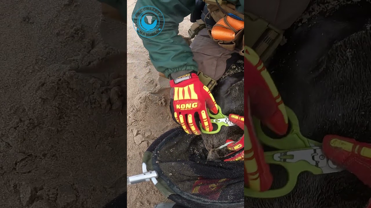 Salvataggio di una foca impigliata in una corda #shorts