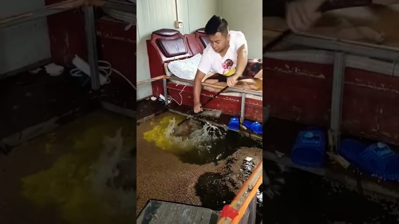 fishing, fishing fails, try not to laugh, Top funny fishing videos , Sleep well with fish videos