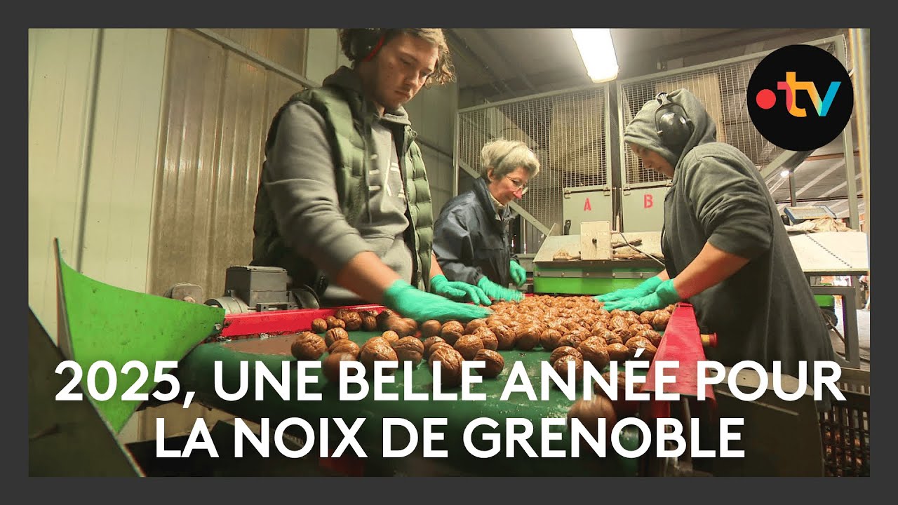 2025, une Belle année pour la noix de Grenoble