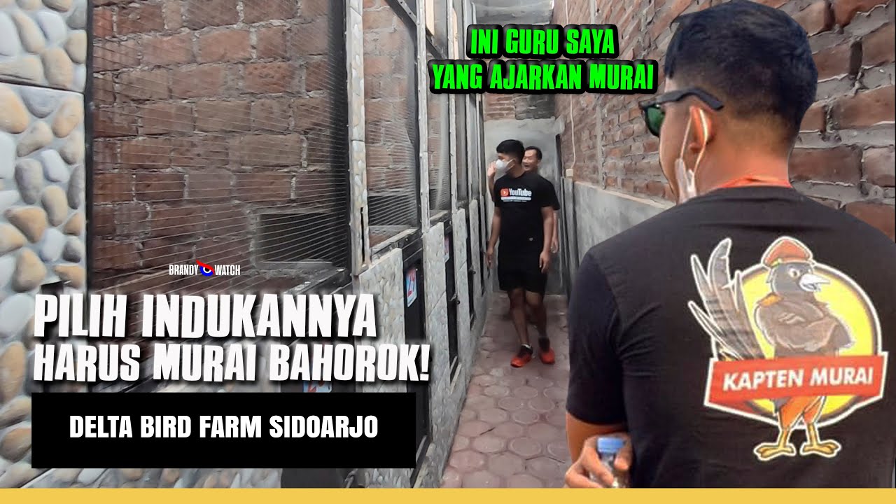 #captainmurai 😎Выбор РОДИТЕЛЕЙ БАХОРОК МУРАЙ на ПТИЦЕВОЙ ФЕРМЕ ДЕЛЬТА #muraibatu #tkularwana