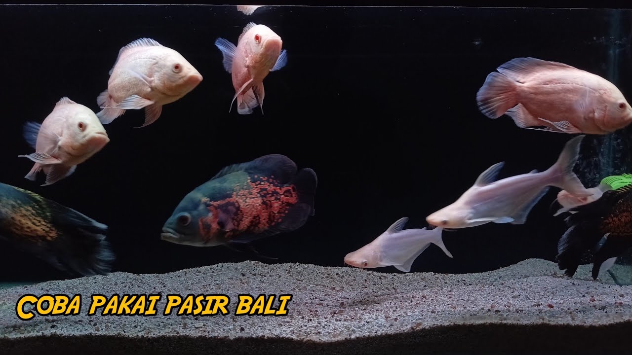 Kelebihan dan kekurangan ikan Oscar pakai pasir bali