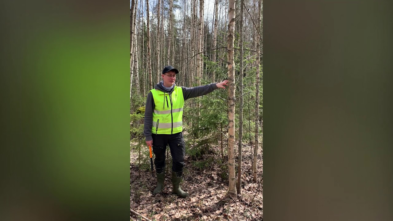 Unohdin taimikonhoidon - mitä teen?