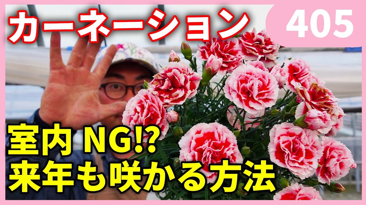 カーネーションもう枯らしません‼ カーネーションの育て方  by 園芸チャンネル 園芸 ガーデニング 初心者