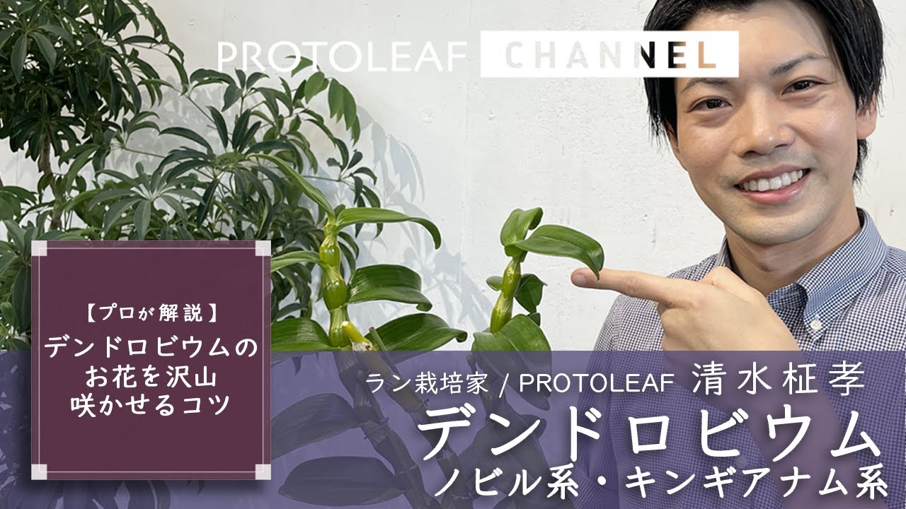 【プロが解説】デンドロビウム・ノビル系とキンギアナム系を沢山咲かせるコツ