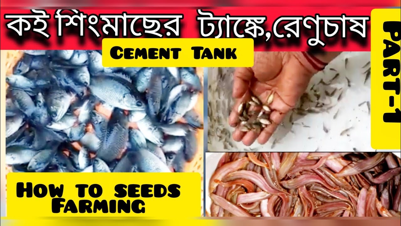 Shingi fish eggs fertilize 25 days....