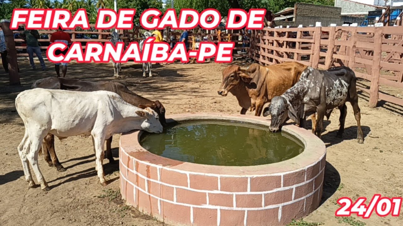 Feira de animais de Carnaíba-PE (24/01/26)