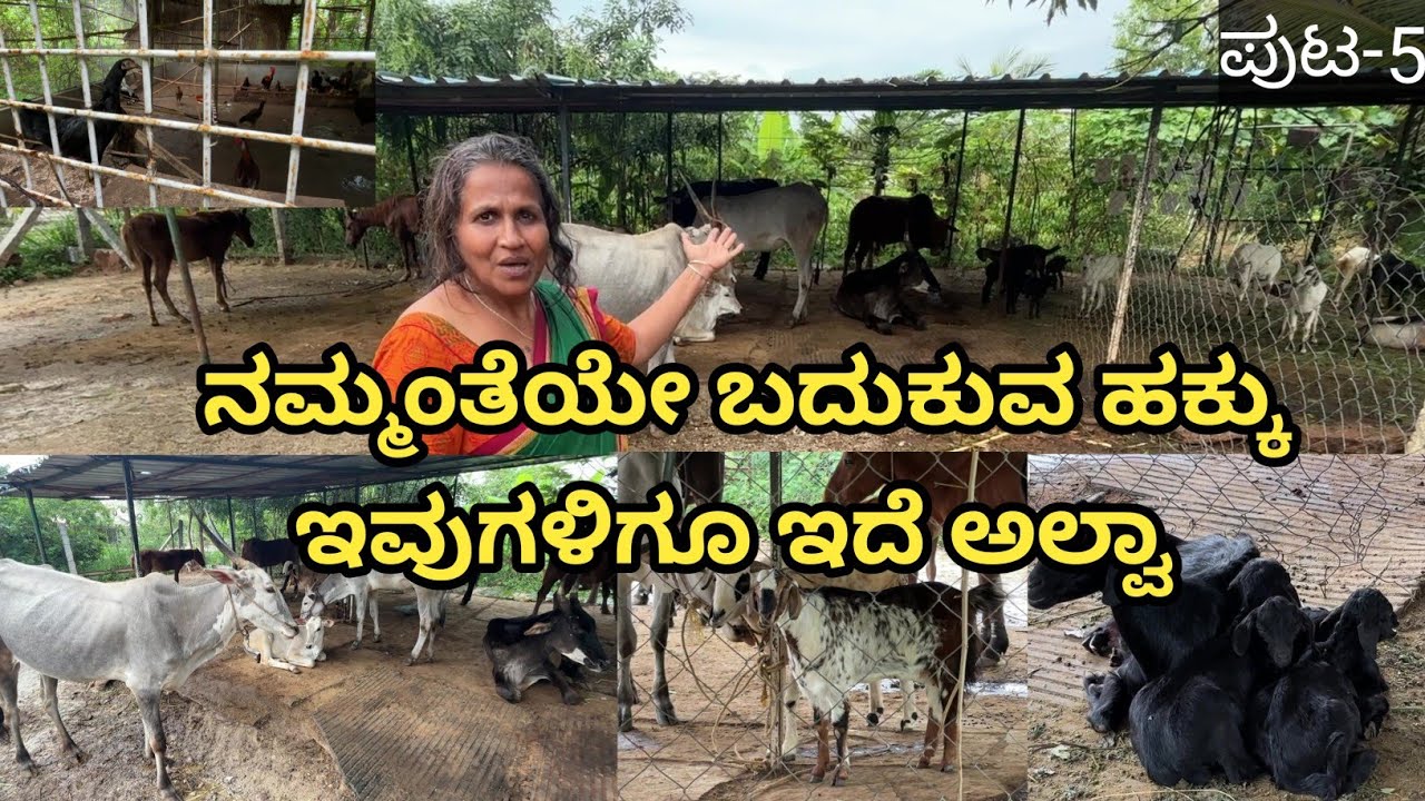 ಇಲ್ಲಿರುವ ನಾಯಿ ಹಸು ಕೋಳಿ ಕುರಿ ಕುದುರೆ... ಇದ್ಯಾವುದು ಇವರದ್ದಲ್ಲ... ಸಾಕಿದವರಿಗೆ ಬೇಡವಾದದ್ದು ಇವರ ಬಳಿ ಇದೆ ಅಷ್ಟೇ