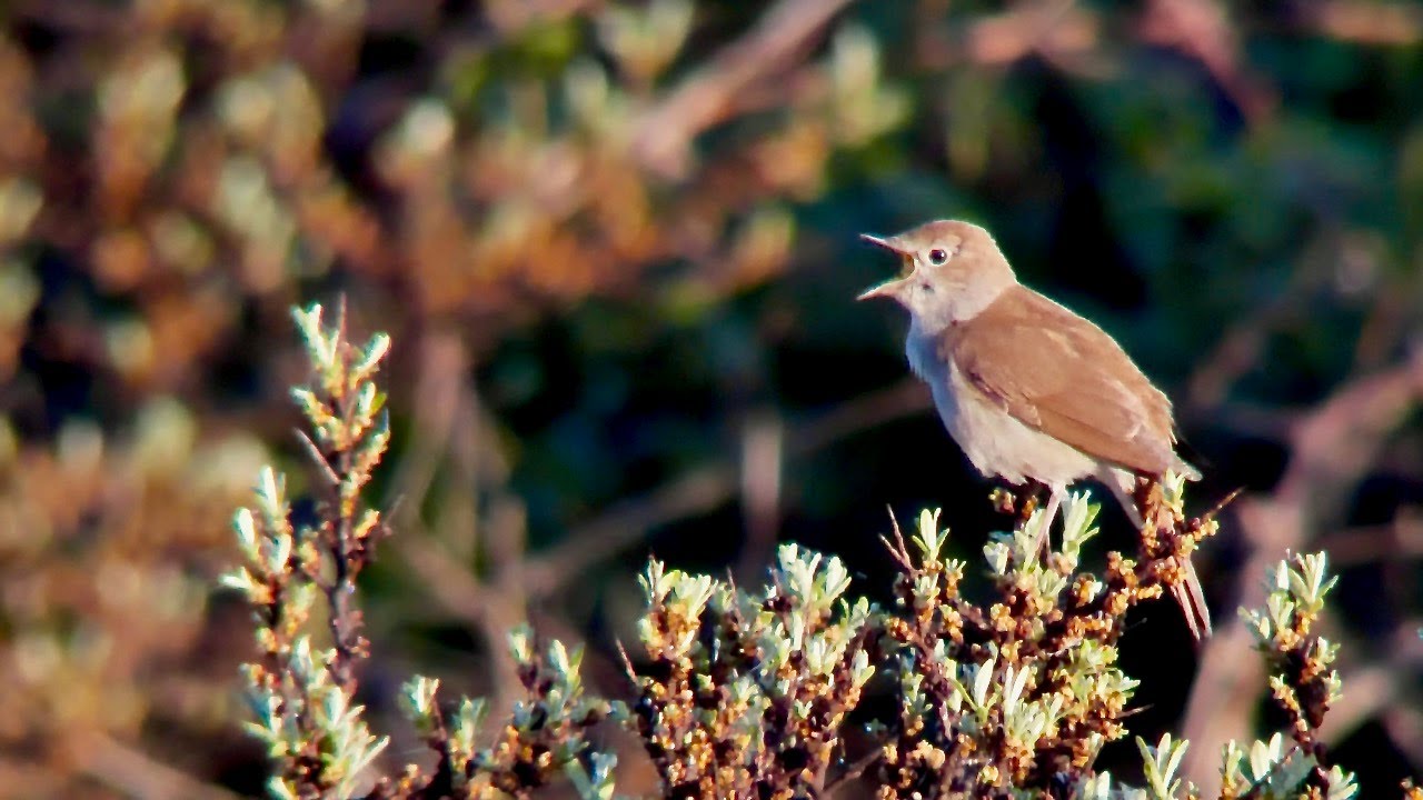 Gorgeous nightingale song choir (Luscinia megarhynchos)