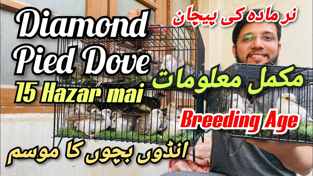 Diamond Pied Dove 15 Hazar mai | Mukamal maloomat complete information breeding age  andoo ka mosam