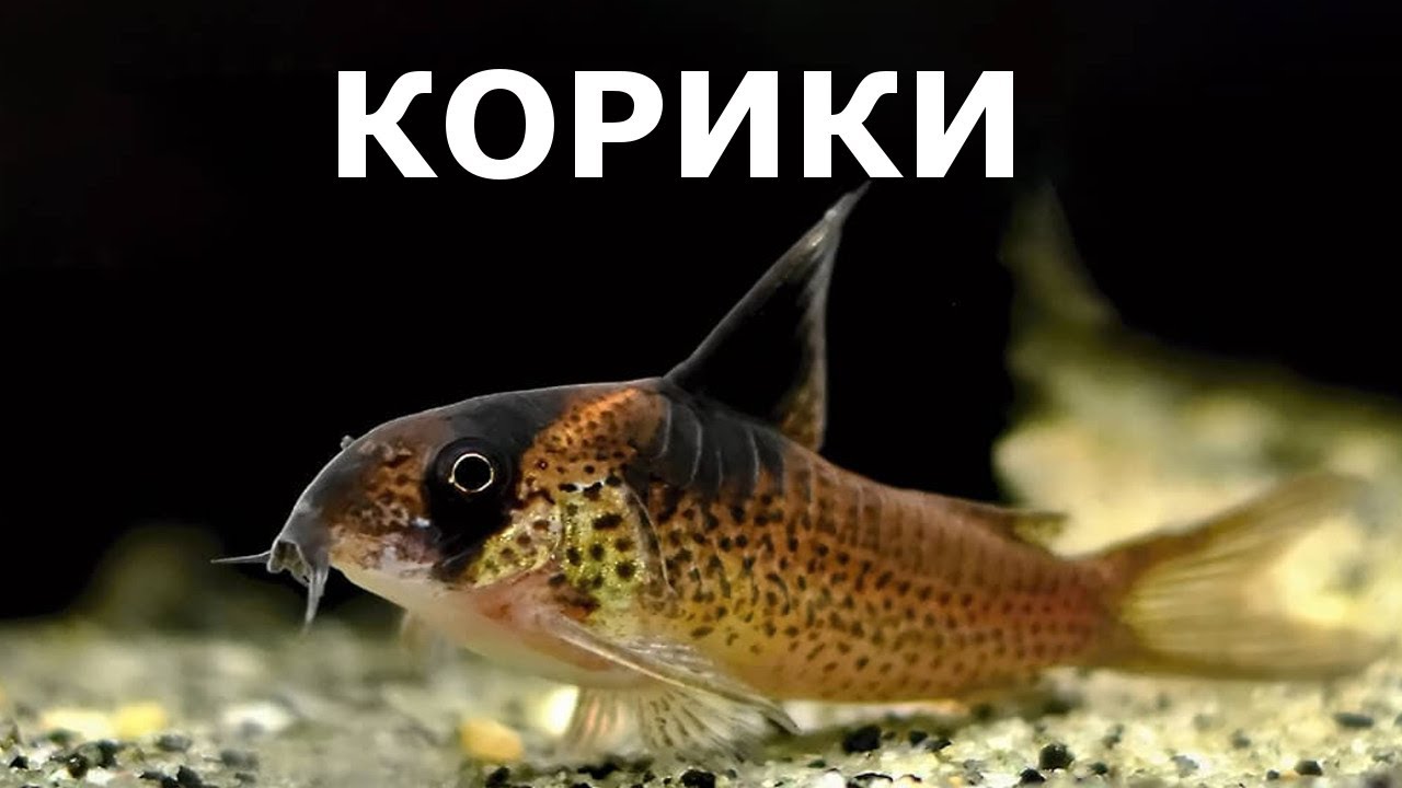 Коридорасы, крапчатые сомики и все о них: содержание, уход, виды, кормление.