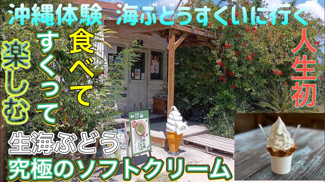 沖縄体験 海ぶどうすくいに行く【ゆきぼうが体験する】人生初 食べて すくって 楽しむ　生海ぶどう究極のソフトクリーム