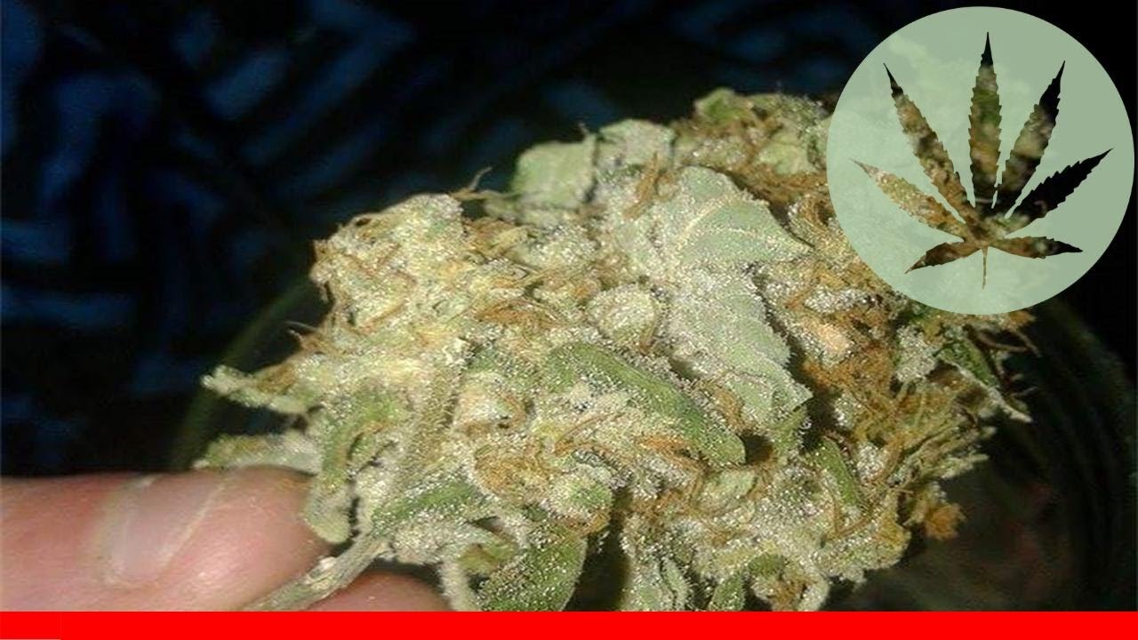 Jock Horror - All About This Strain