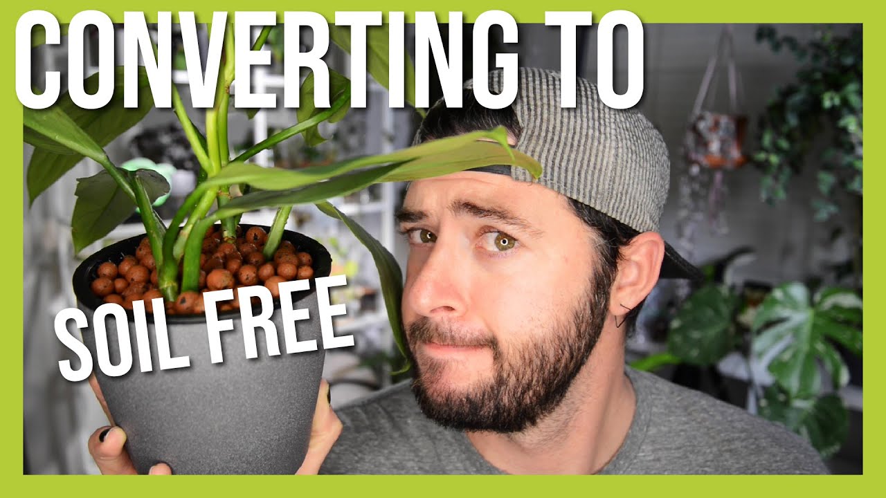 Converting Plant to LECA (Passive-Hydro/Semi-Hydro) | How To Convert Plant to Soil Free