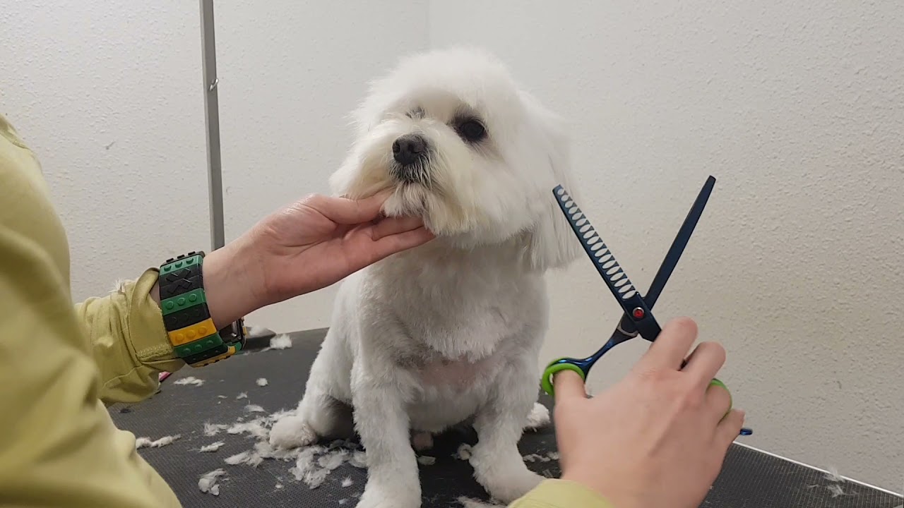 corte de pelo bichon maltés peluqueria canina