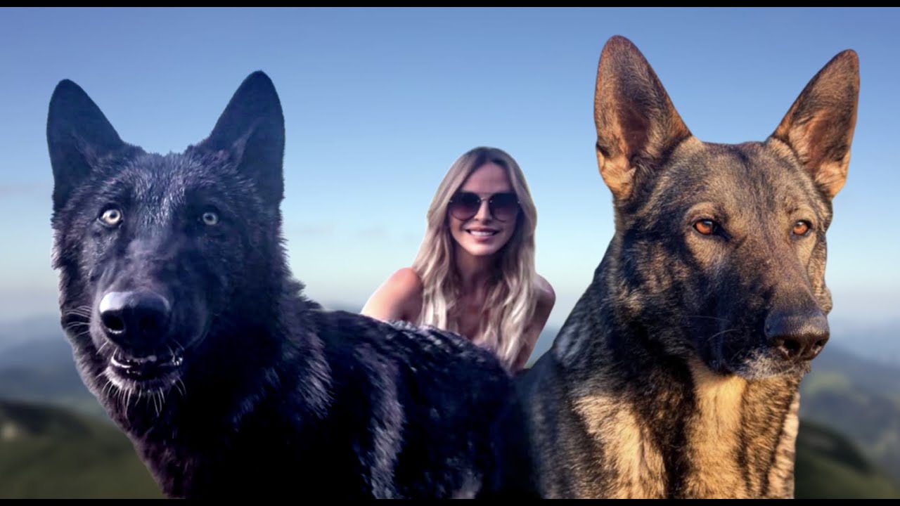 LIFE OF WOLFDOG EPISODE 3 / 4.5 months old WOLFDOG PUPPY /German Shepherd teaches Wolfdog
