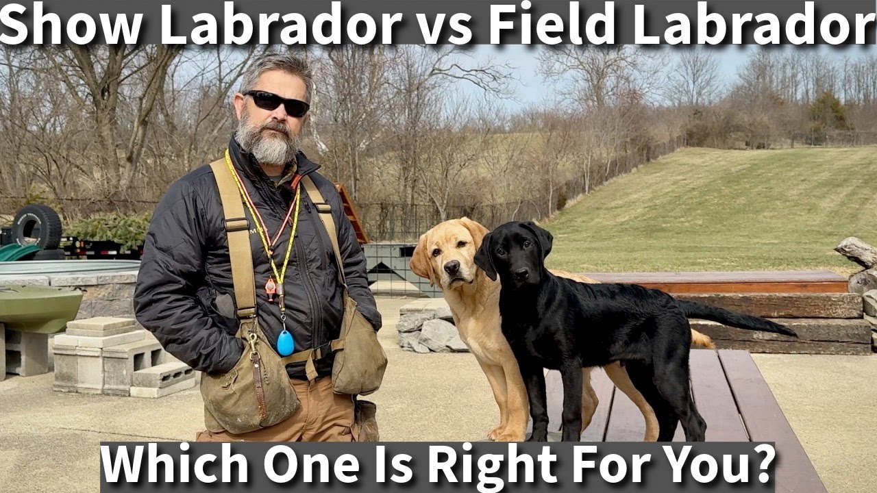 English vs Field Labrador Retriever | Which One Is Right For You? Episode 2