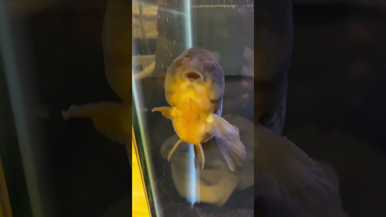 Ranchu Goldfish